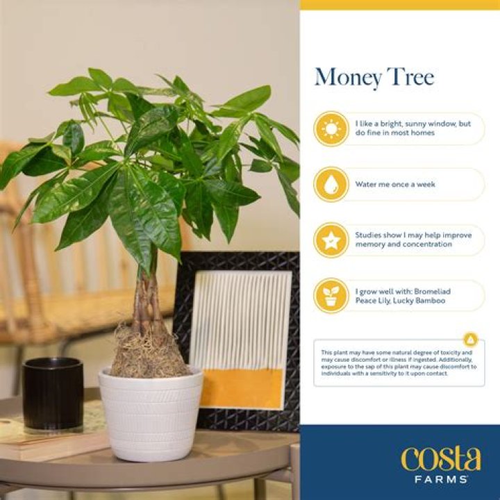 What's another name for money tree plant?