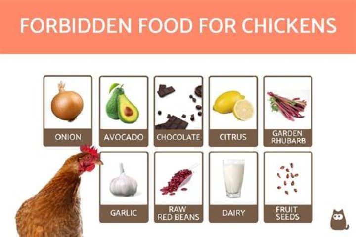 What's chickens favorite food?