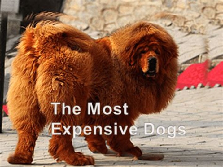 Whats most expensive dog?