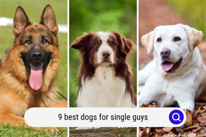 What's the best dog for a single man?