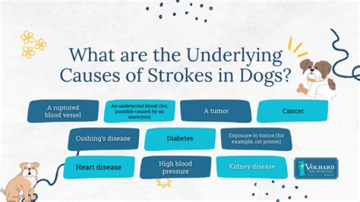 What's the best thing to do after your dog dies?