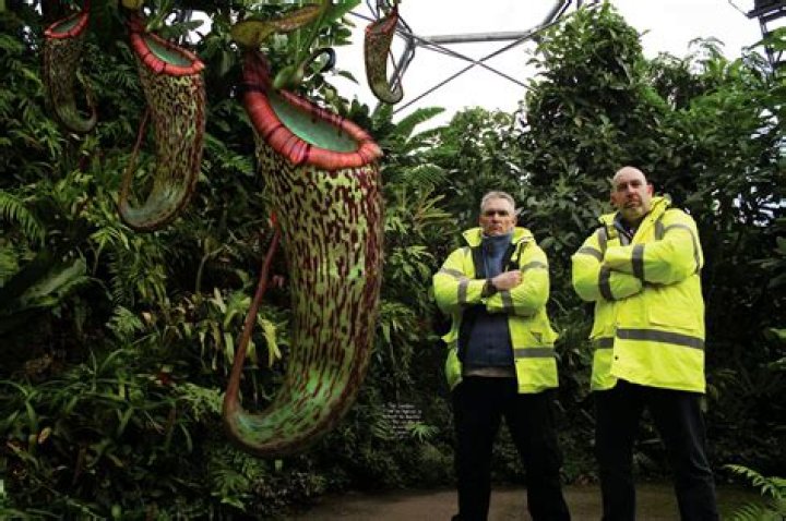 What's the biggest carnivorous plant?