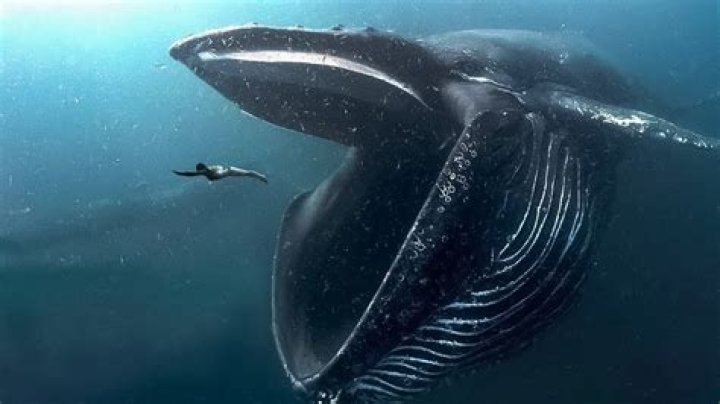 What's the biggest creature in the ocean?