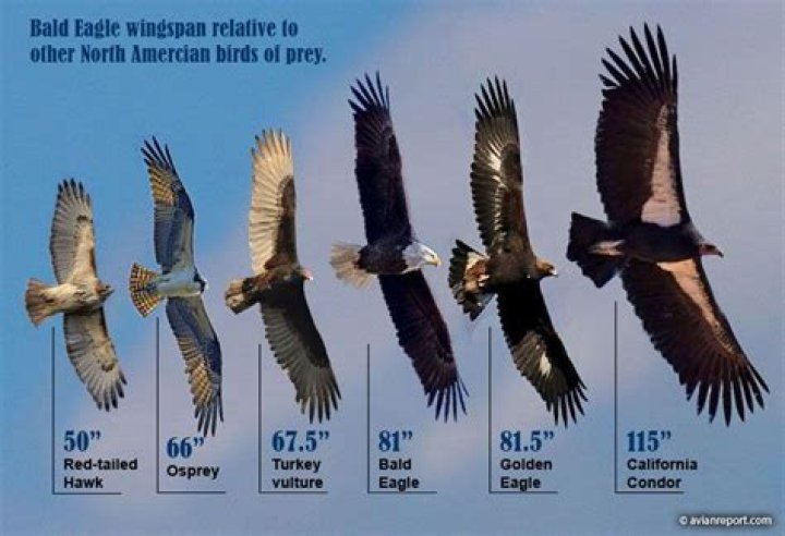What's the biggest hawk?
