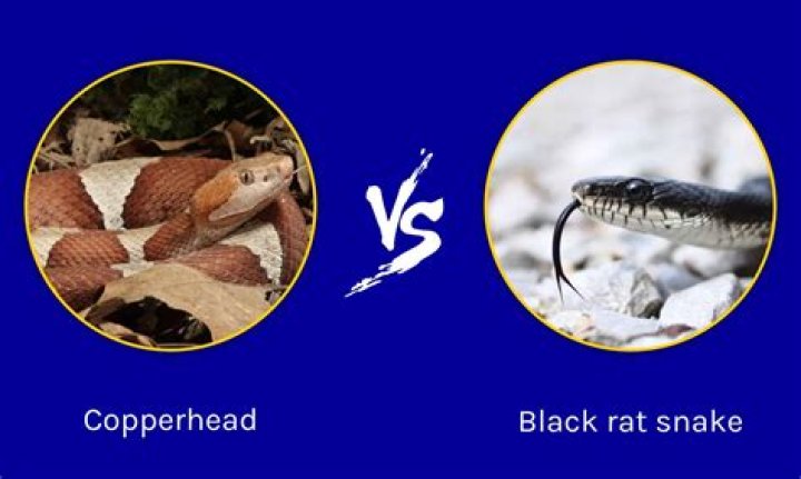 What's the difference between a brown rat and a black rat?