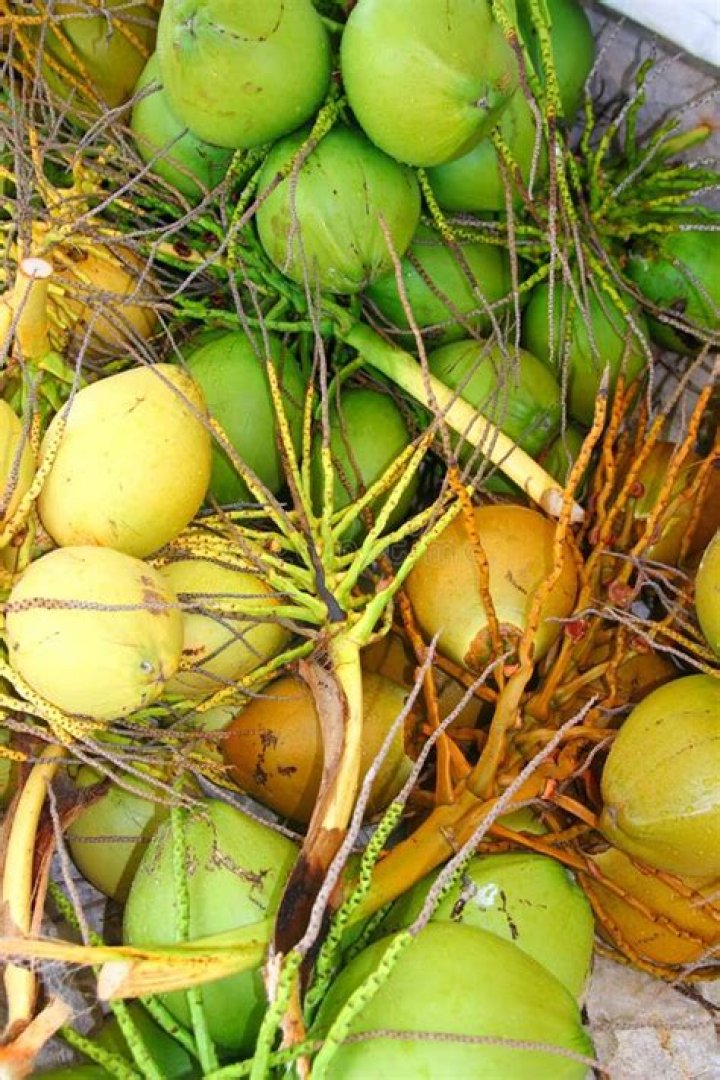 What's the difference between green and yellow coconuts?