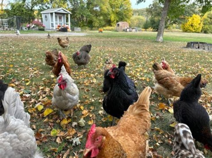 What's the lifespan of a chicken?