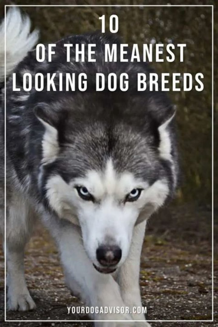 What's the meanest looking dog?
