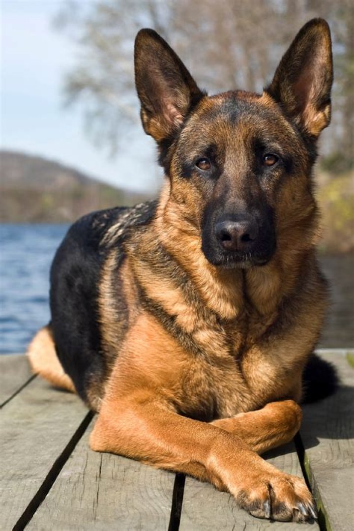 What's the most intelligent dog?