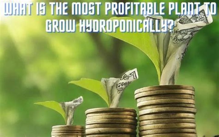 What's the most profitable plant to grow?
