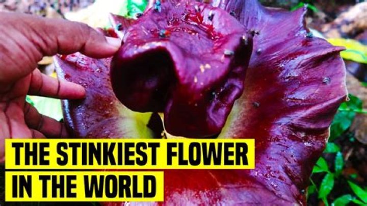 What's the stinkiest thing in the world?