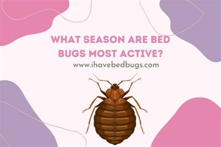 When are bed bugs most active?
