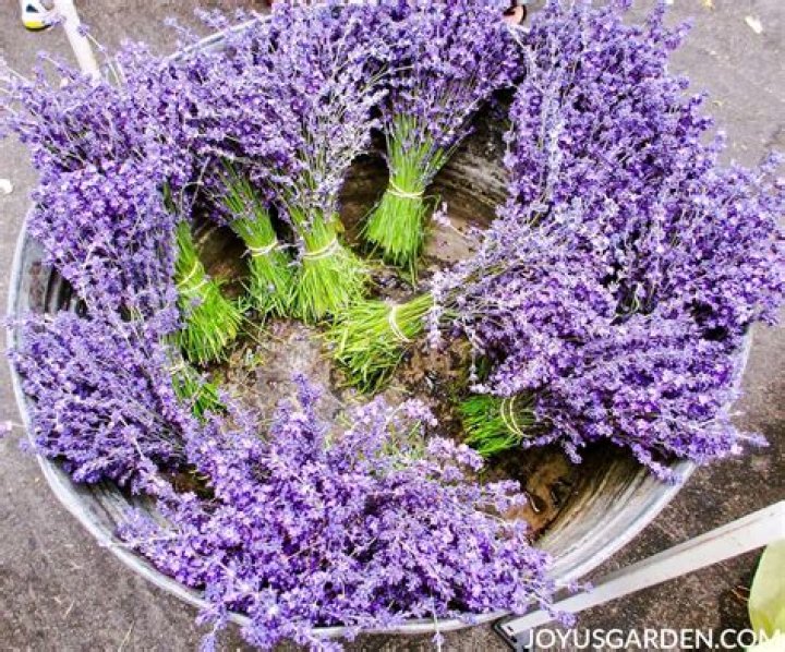 When can I plant lavender?