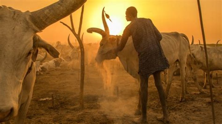 When did humans drink cow milk?