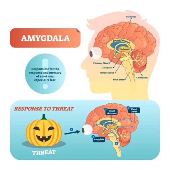 When is the amygdala activated?