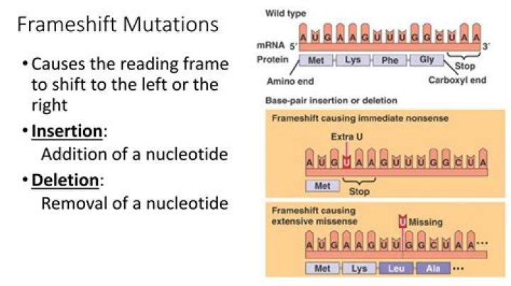 When might a frameshift or nonsense mutation?
