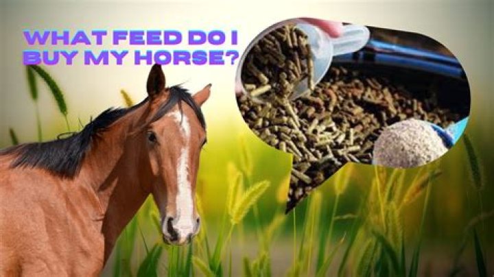 When should I feed my horse hay?