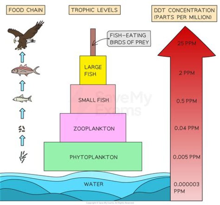 When the concentration of something increases along a food chain?