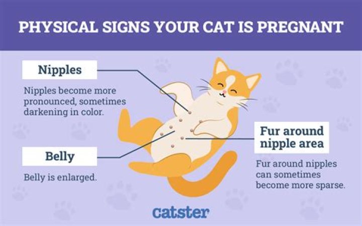 Where are male cat nipples located?
