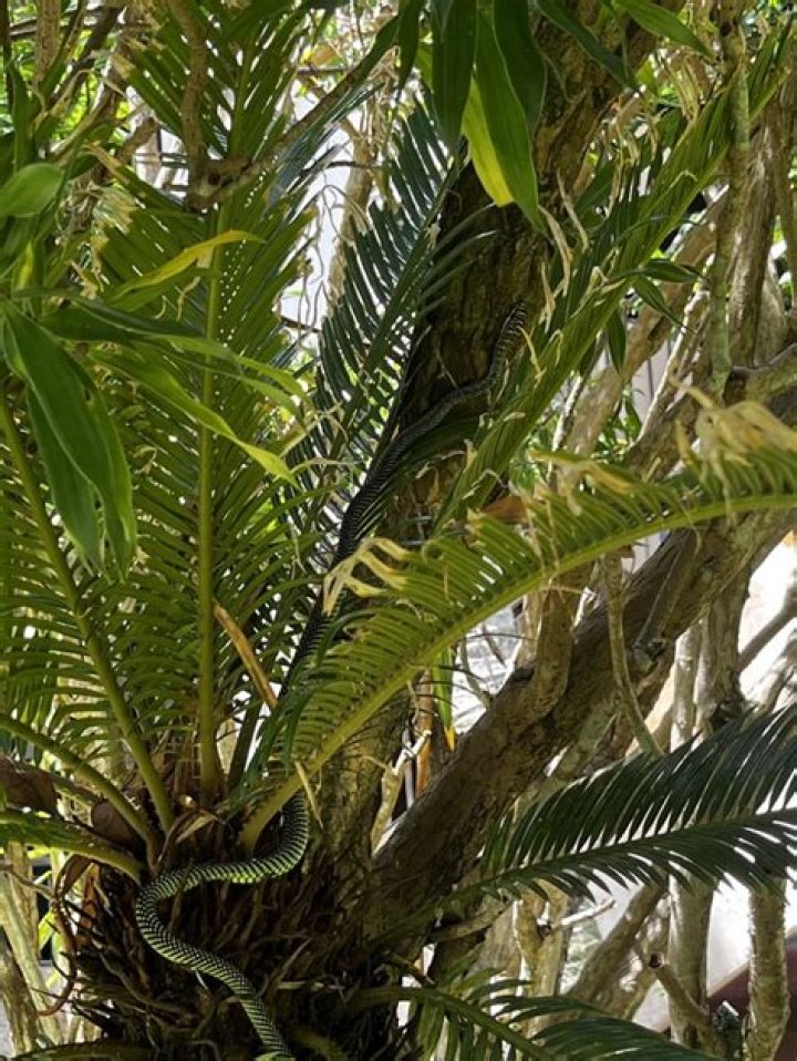 Where are paradise tree snakes from?