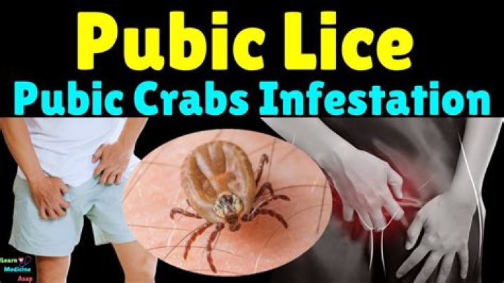 Where did pubic lice originate from?