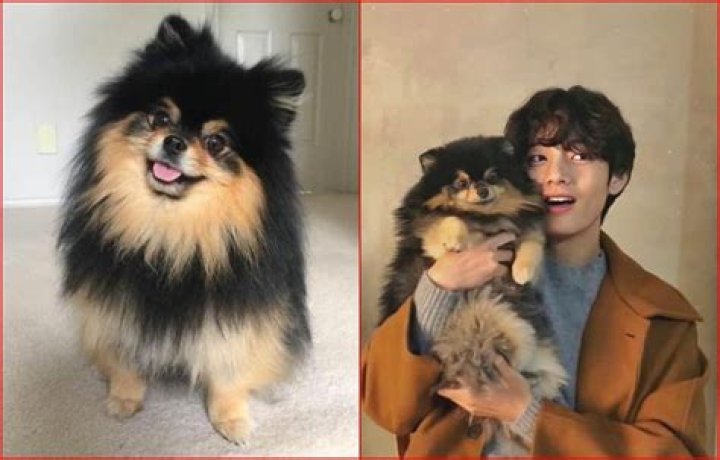 Where did V get Yeontan?