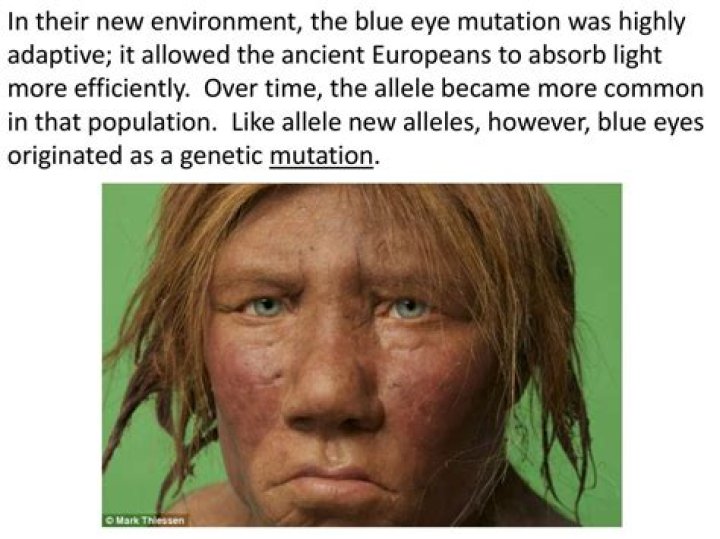 Where do blue eyes come from?