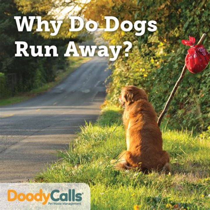 Where do dogs run when they are scared?