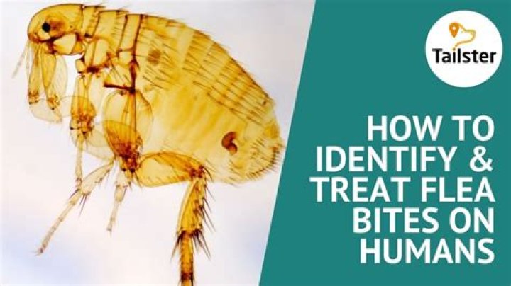 Where do fleas bite humans?