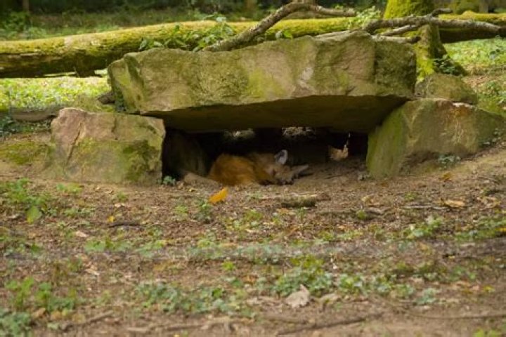 Where do foxes hide during the day UK?