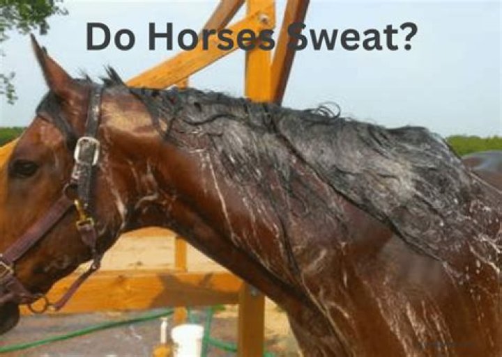 Where do horses sweat the most?
