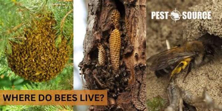 Where do mason bees live in winter?
