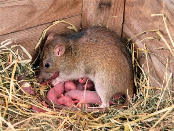 Where do rats have their babies?
