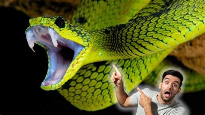 Where do snakes hide at night?