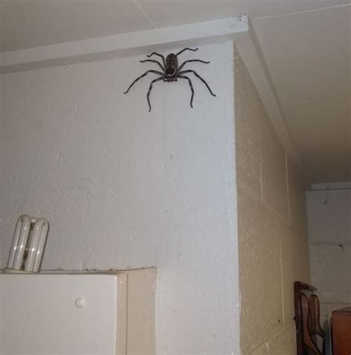 Where do spiders hide in bedroom?