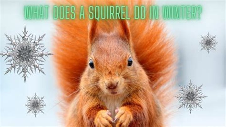 Where do the squirrels go in winter?