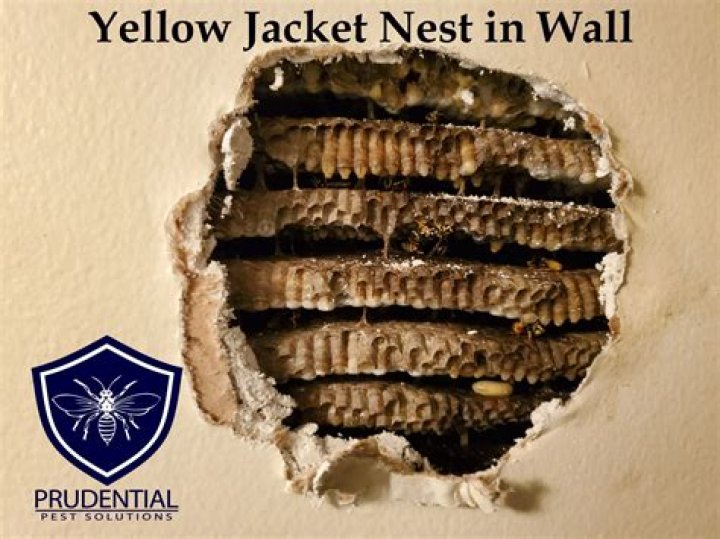 Where do yellow jackets build nests?