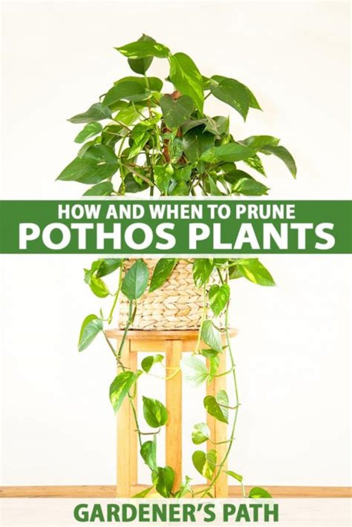 Where do you prune pothos?