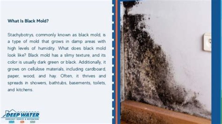 Where does black mold usually grow?