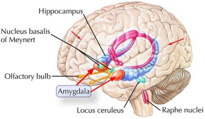 Where is amygdala located?