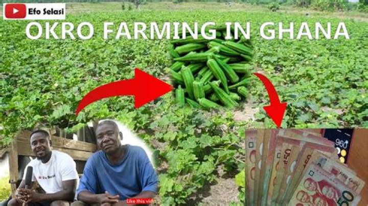 Where is okra grown in Africa?