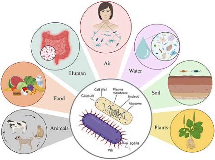 Where is the most bacteria found in a house?