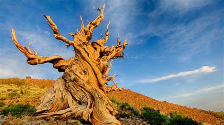 Where is the oldest tree on Earth?