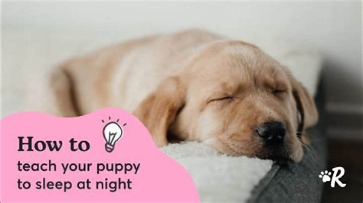 Where should a new puppy sleep the first night?