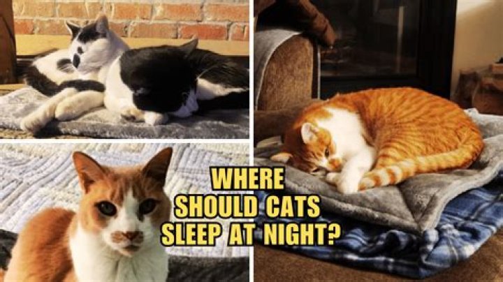 Where should cats sleep?