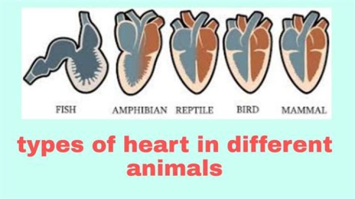 Which animal have no heart no brain?