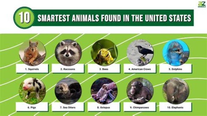 Which animal is intelligent after human?