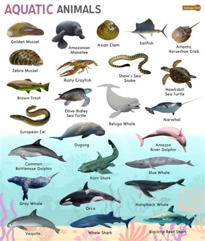 Which animal is the king of ocean?
