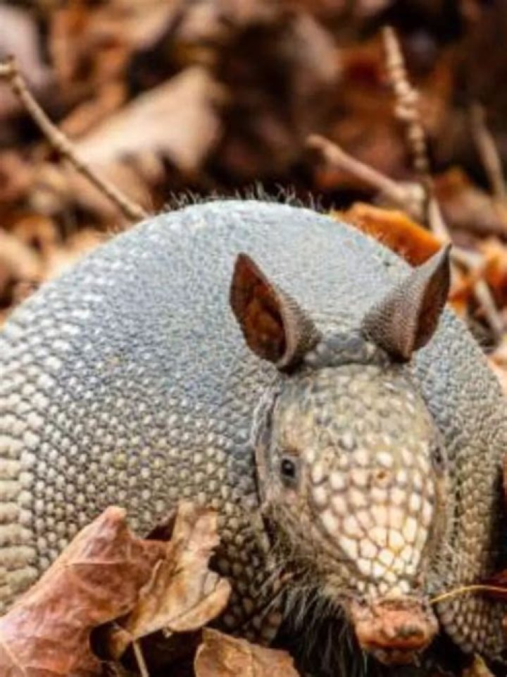 Which animal skin is bulletproof?