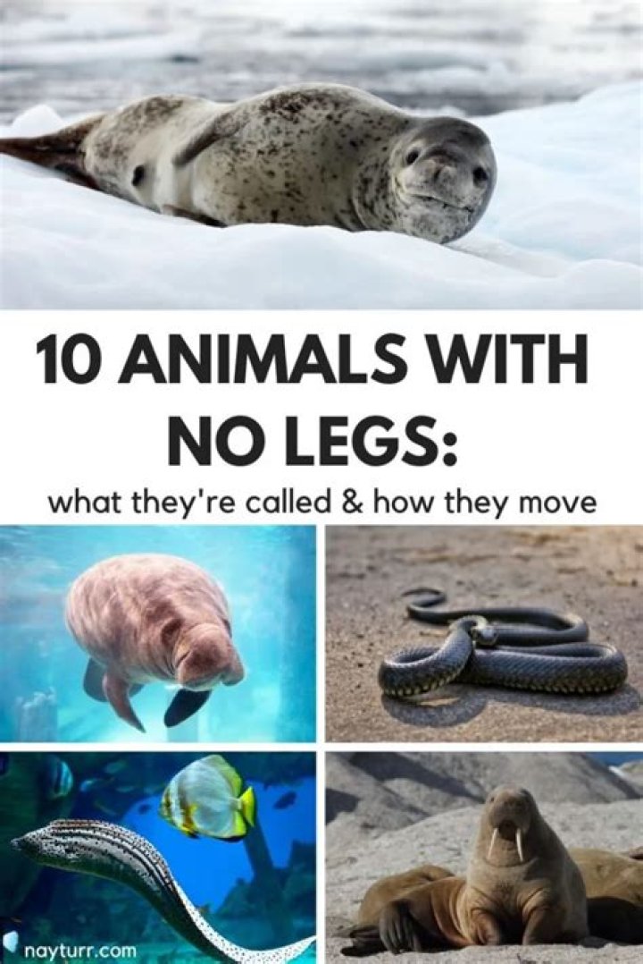 Which animals have no legs?